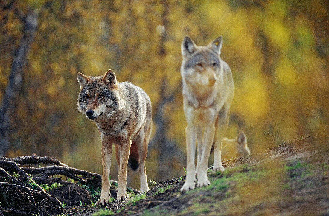 Wolf (Canis lupus) in captivity. Norway