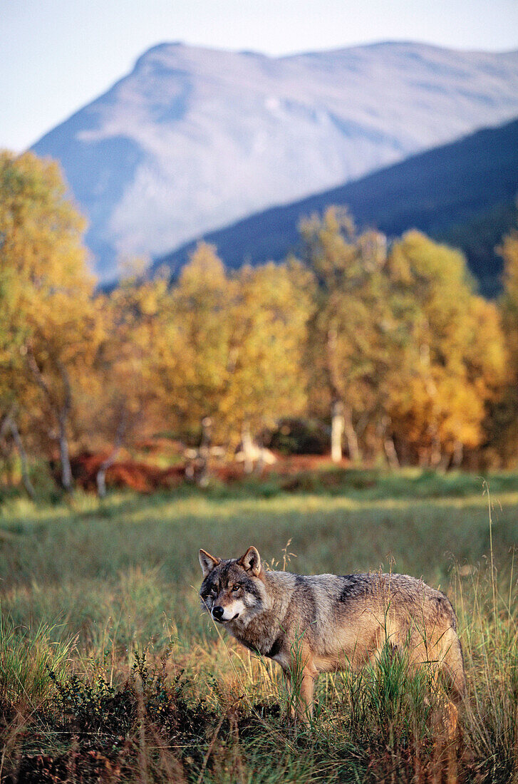 Wolf (Canis lupus) in captivity. Norway