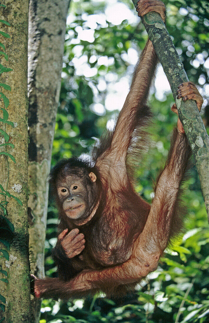 Young Orang-Utan (Pongo pygmaeus) hanging in a tree. Sabah. Borneo, Malaysia