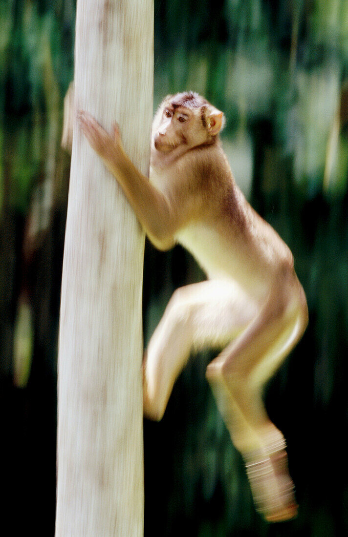 Pig-tailed Macaque (Macaca nemestrina) running upwards a tree trunk. Sabah. Borneo, Malaysia