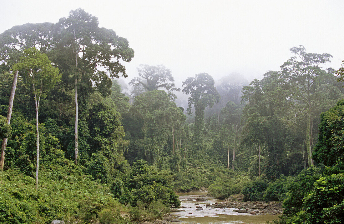 Segama river passing through the virgin rainforest. Danum Valley. Borneo. Malaysia