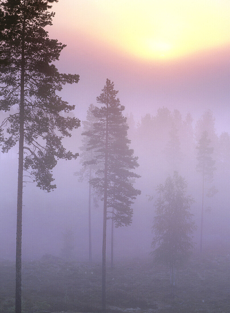 A misty morning with pinetrees (Pinus sylvestris) and sunrise Djupsund. Vasterbotten. Sweden.