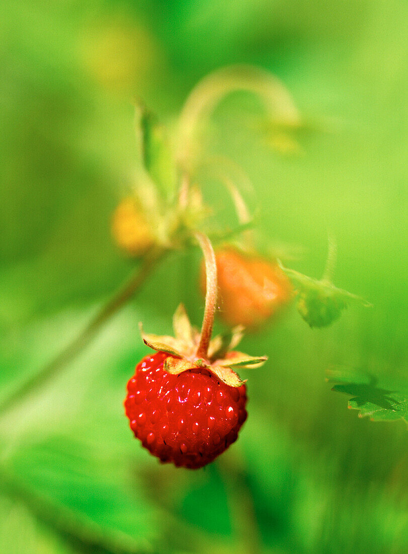 Wild Strawberry (Fragara vesca). Västerbotten. Sweden