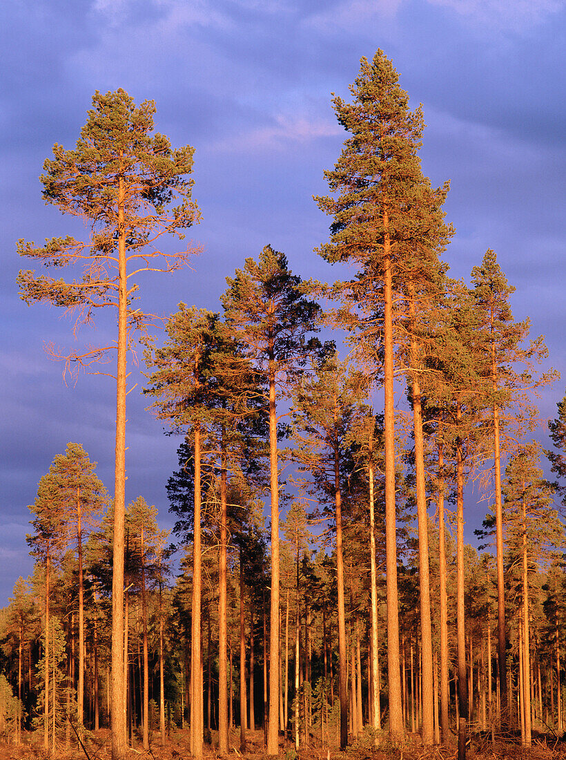 Scots pines (Pinus sylvestris). Västerbotten. Sweden