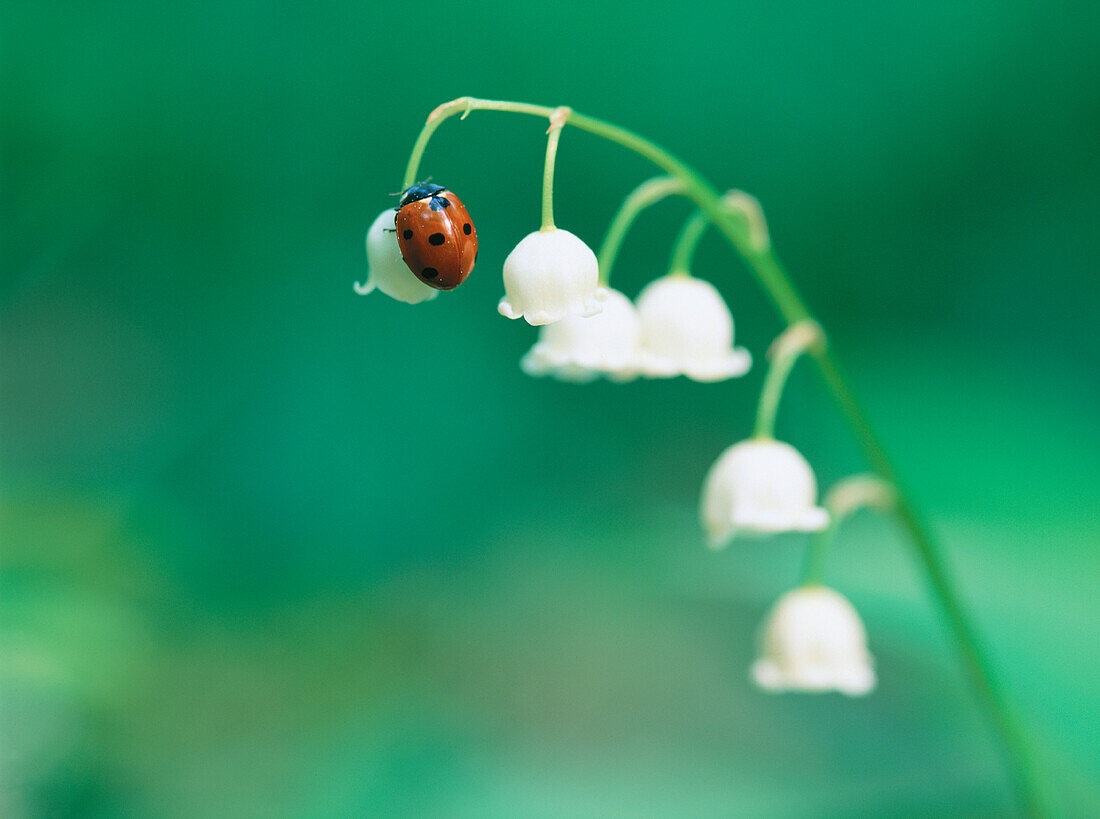 Ladybird on Lily-of-the-Valley (Convallaria majalis). Sweden