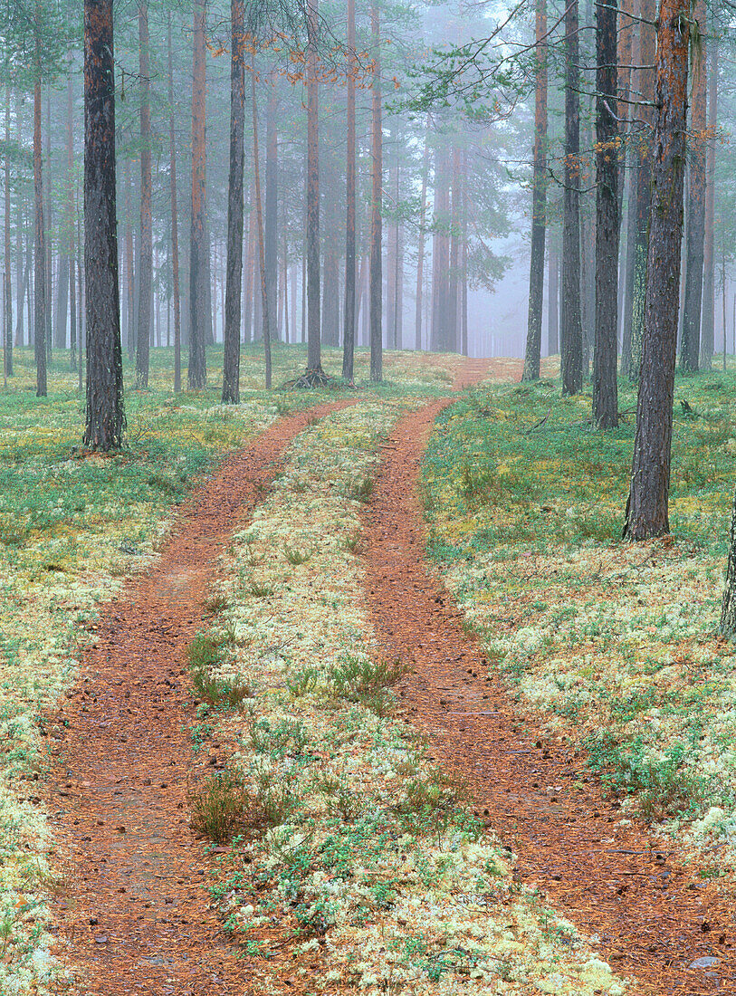 Small road in misty forest. Västerbotten. Sweden