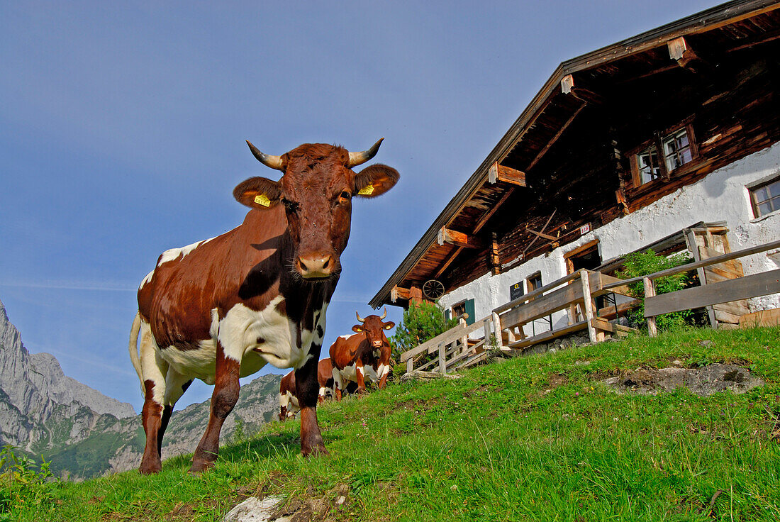 Kühe vor der Almgebäude, Ranggenalm, Wilder Kaiser, Kaisergebirge, Tirol, Österreich