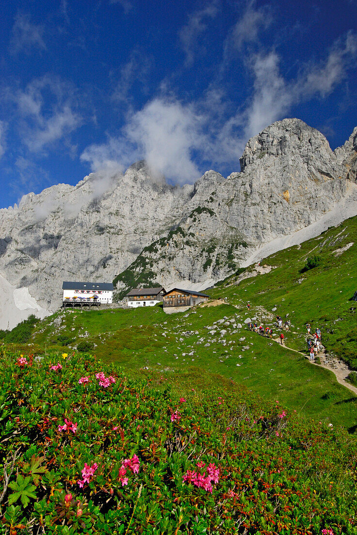 sea of alpine roses with lodge Gruttenhütte and group of hikers, Treffauer and Kaiserkopf in background, Kaiser range, Tyrol, Austria