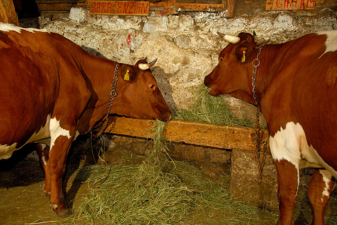 cows in barn during feeding with hay, Ranggenalm, Kaiser range, Tyrol, Austria