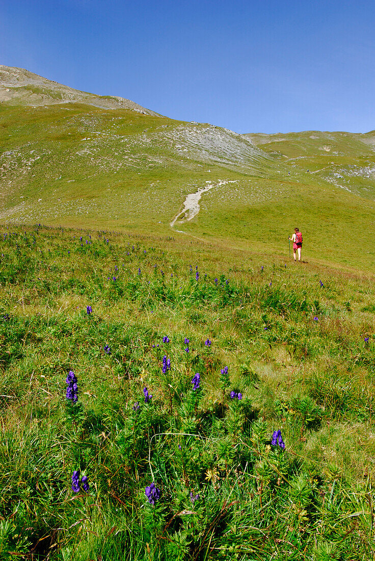 Hiker crossing flower meadow, Fuorn Pass, Swiss National Park, Engadin, Grisons, Switzerland