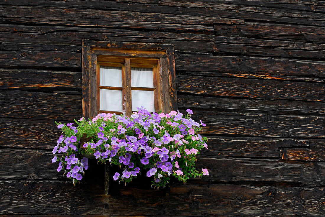 Flower box at a farmhouse, Livigno, Lombardy, Italy