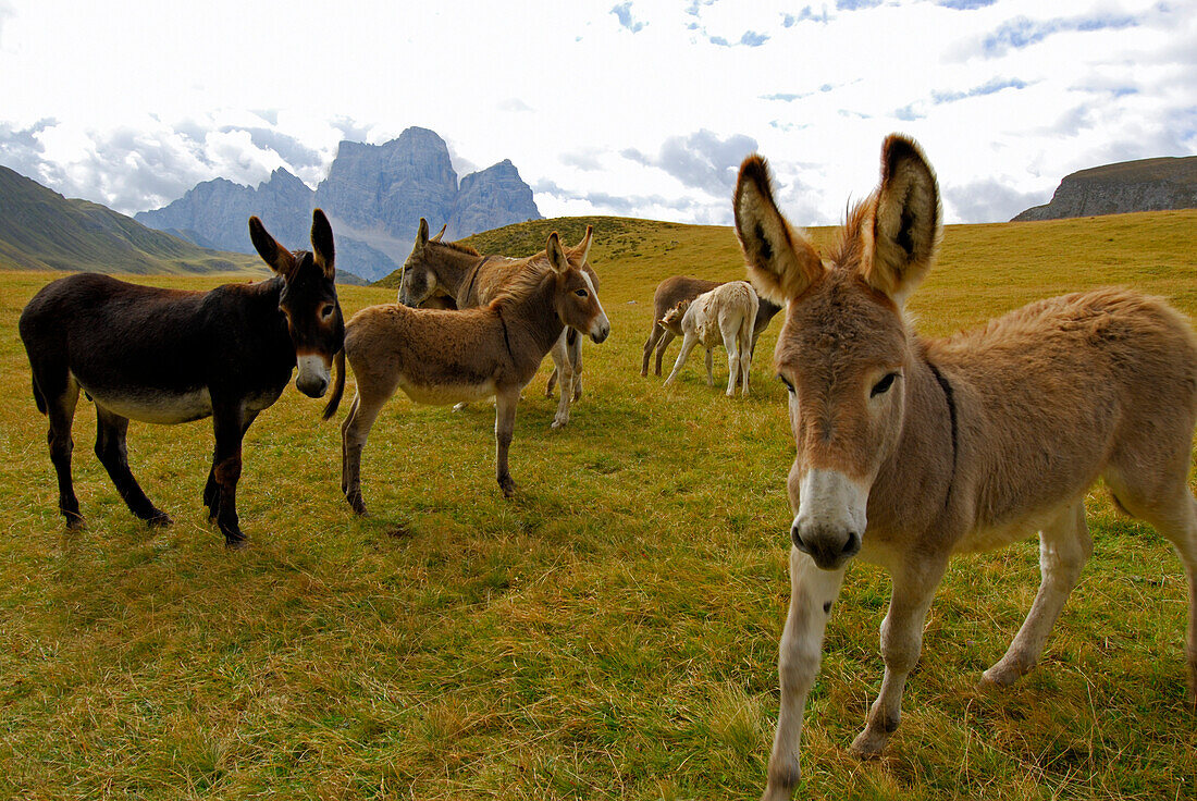 Eselherde mit Pelmo im Hintergrund, Forcella Giau, Dolomiten-Höhenweg Nr. 1, Ampezzaner Dolomiten, Cortina d´Ampezzo, Dolomiten, Venezien, Italien