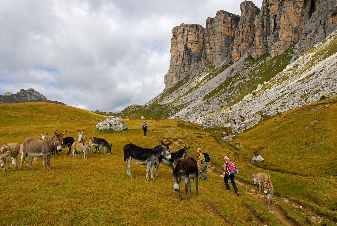 herd of donkeys with group of hikers, Forcella Giau, Alta Via delle Dolomiti No. 1, Dolomites, Cortina, Venezia, Italy