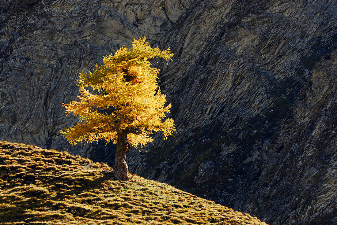 Herbstliche Lärche, Val Trupchun, Schweizer Nationalpark, Engadin, Graubünden, Schweiz