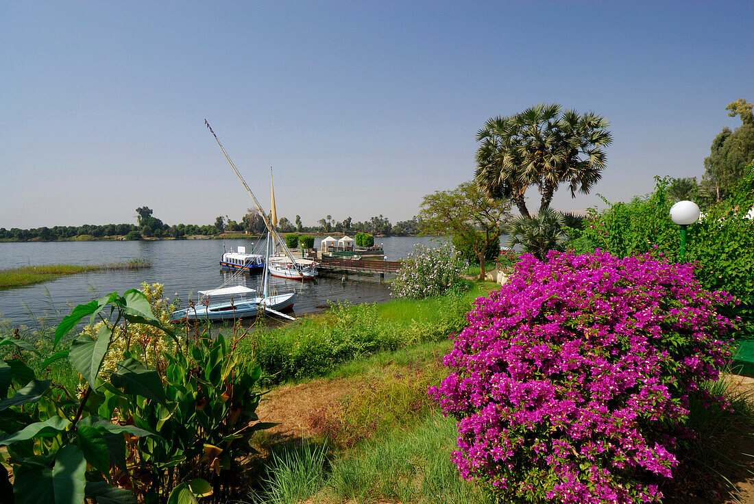 Flowering bush, palm trees and boats at landing stage in the Nile, Crocodile Island, Luxor, Egypt, Africa