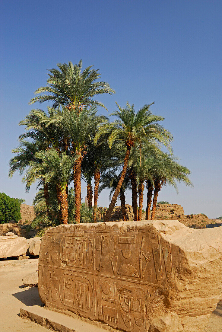 Fragment of wall with relief and group of palm trees, temple of Karnak, Egypt, Africa
