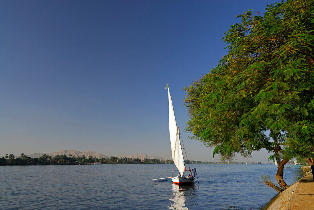 Sailling boat (felluca) on the Nile and palm trees on the western bank, Luxor, Egypt, Africa