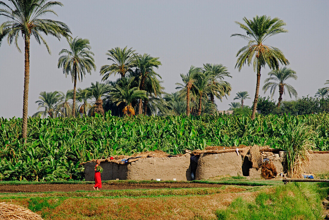 cruise on the Nile, farmers at bank with palm trees, Nile between Luxor and Dendera, Egypt, Africa