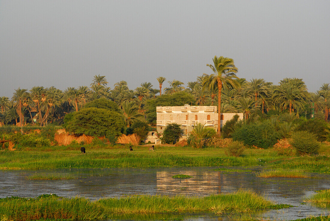 Nilkreuzfahrt, Häuser und Palmen am Ufer, Nil Abschnitt Luxor-Dendera, Ägypten, Afrika