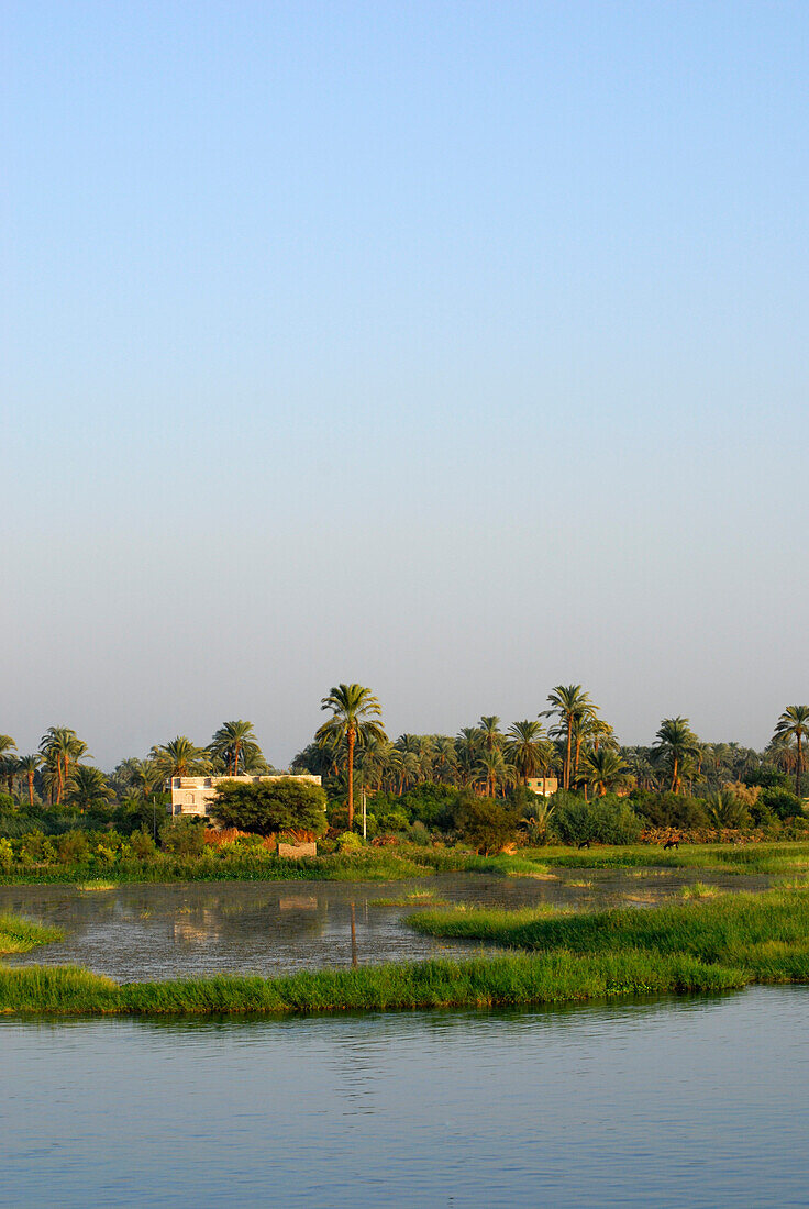 cruise on the Nile, houses and palm trees at bank, Nile between Luxor and Dendera, Egypt, Africa