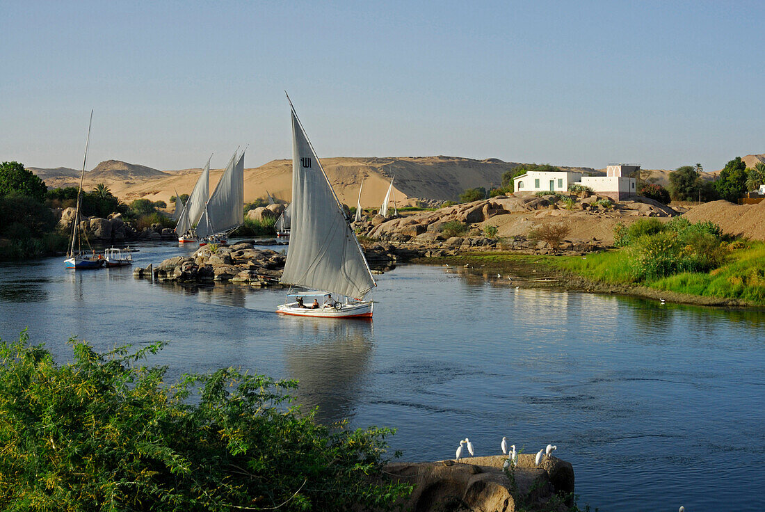Segelboote (Felluken) auf dem Nil, Assuan, Ägypten, Afrika