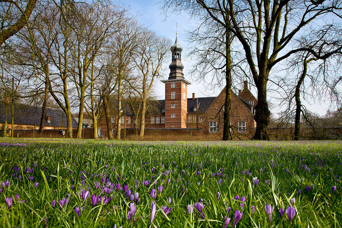 Crocus-blossom in the palace garden, Husum, Schleswig-Holstein, Germany