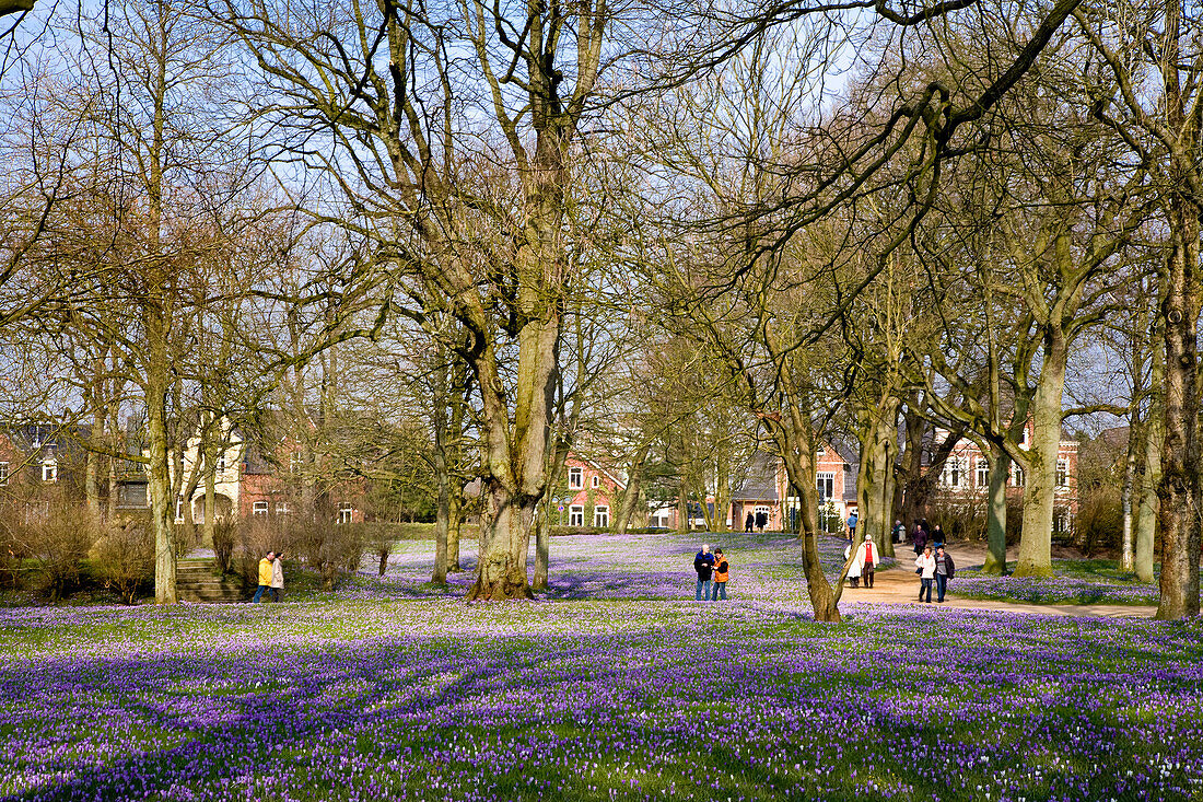 Crocus-blossom in the palace garden, Husum, Schleswig-Holstein, Germany