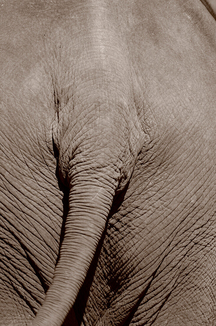 Close up of an elephant, rear view, Khao Yai National Park, Thailand