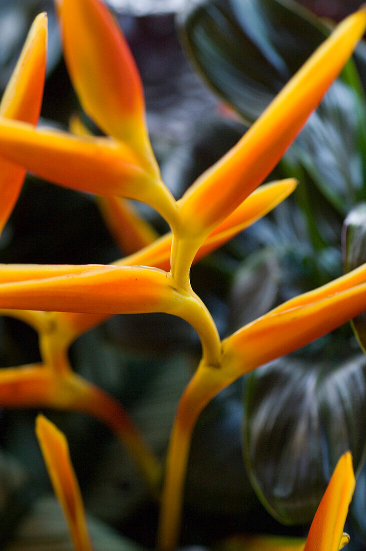 Flower decoration in Hotel Shanti Ananda Resort und Spa, Mauritius