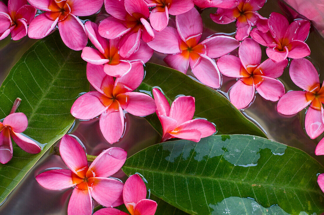 Flower decoration, Shanti Ananda Resort and Spa, Mauritius