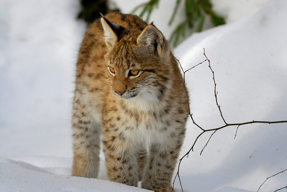 Lynx cub standing on snow and looking interested, outdoor-enclosure, Bavarian Forest National Park, Lower Bavaria, Bavaria, Germany