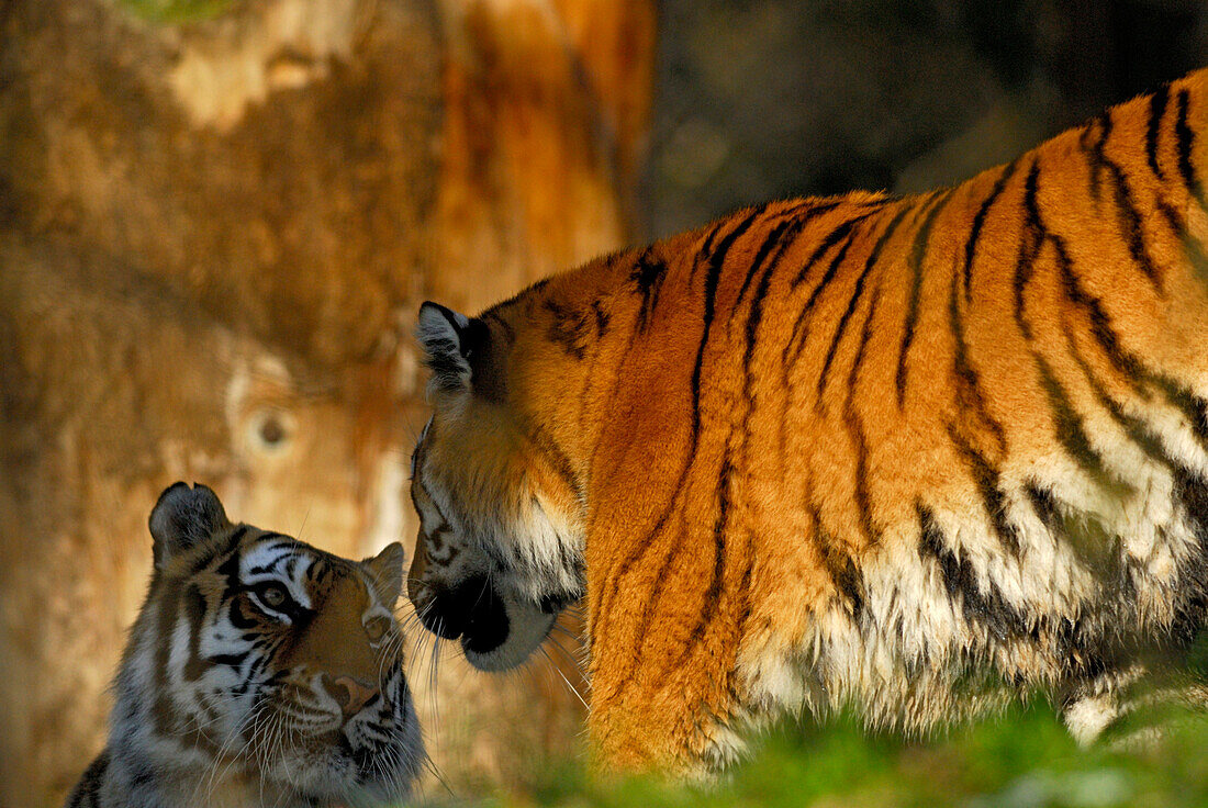 Two Siberian tigers in interaction, couple looking in each other eyes, Panthera tigris altaica