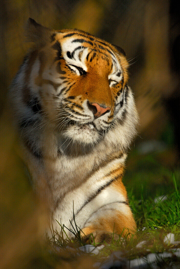 siberian tiger, portrait, sleeping