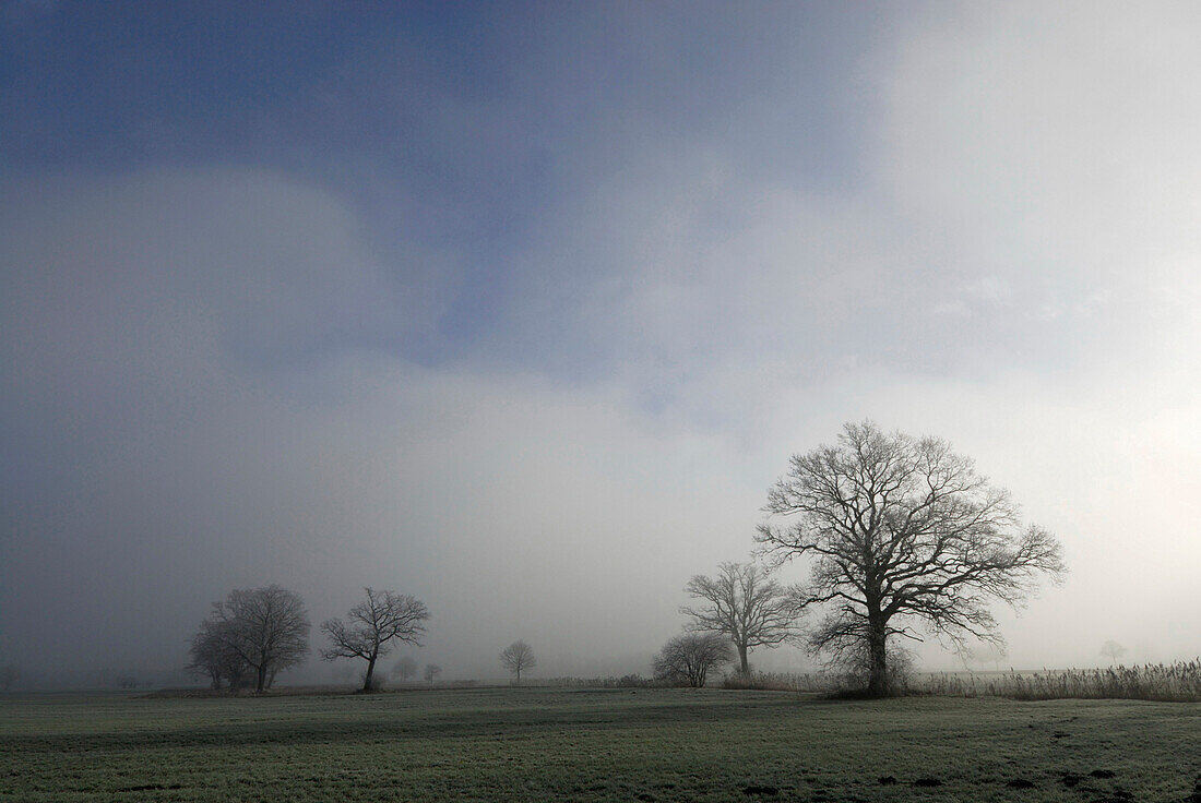 Oak trees without leaves in fog, Bad Feilnbach, Upper Bavaria, Bavaria, Germany