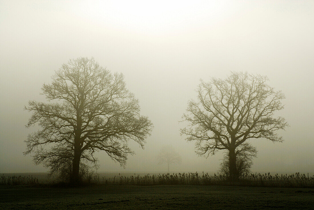 Two oak trees without leaves in fog, Bad Feilnbach, Upper Bavaria, Bavaria, Germany