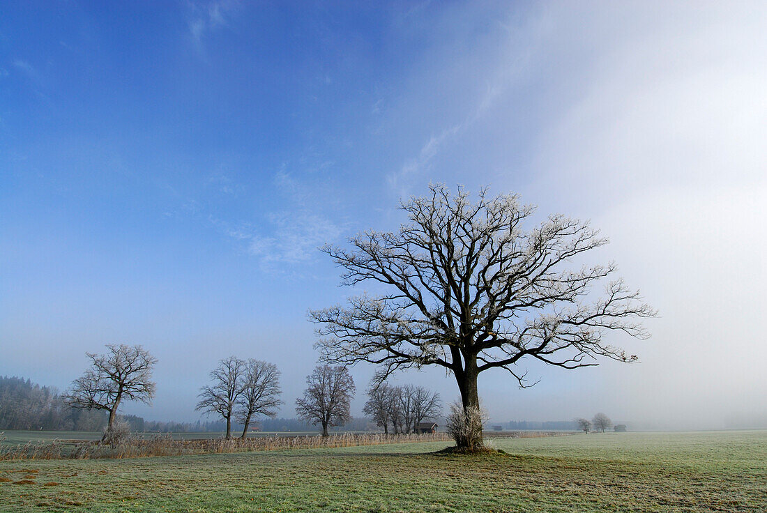 Kahle Eiche im Nebel, Bad Feilnbach, Oberbayern, Bayern, Deutschland