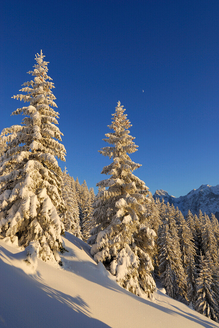 Snow-covered winter forest near hut Vorderkaiserfeldenhuette, Zahmer Kaiser, Kaiser range, Kufstein, Tyrol, Austria