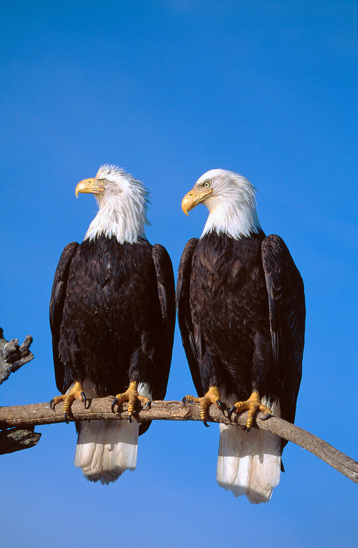 Bald Eagles (Haliaeetus leucocephalus). Alaska. USA.