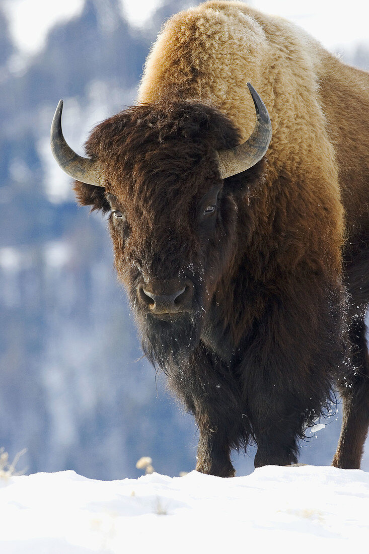 An American Bison, or buffalo, in the winter of Yellowstone National Park, USA