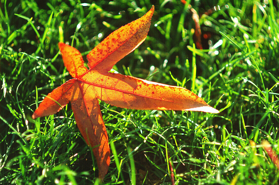 Red leaf on grass