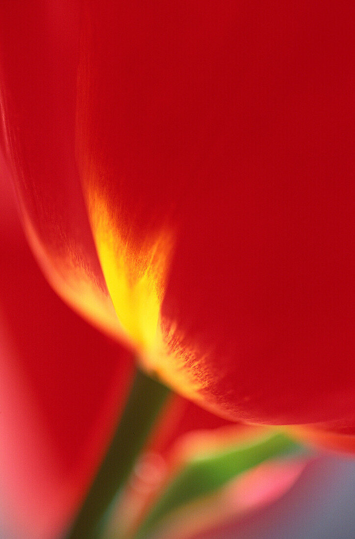 Tulip detail.