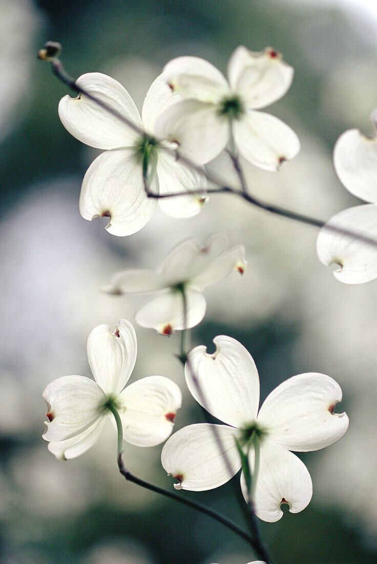 Dogwood detail.