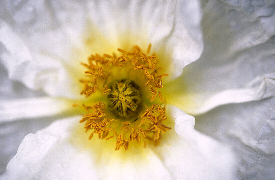 Poppy detail.