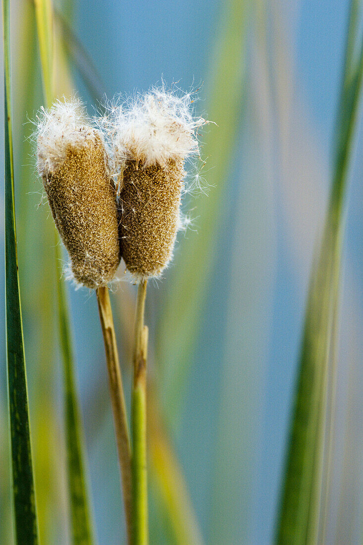 Tule Cattail (Typha domingensis)