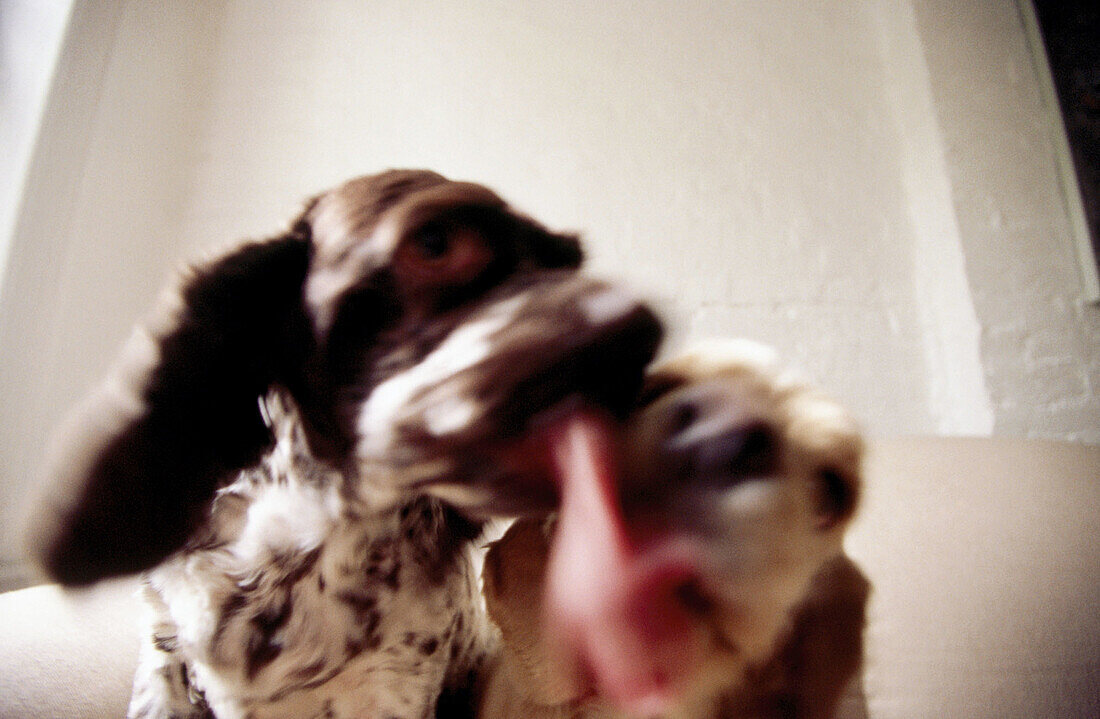 Cocker Spaniels licking each other