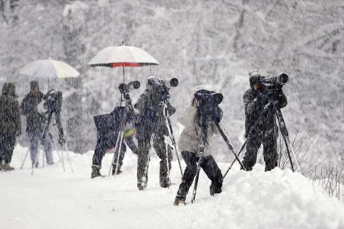 Wildlife photographers in snowstorm