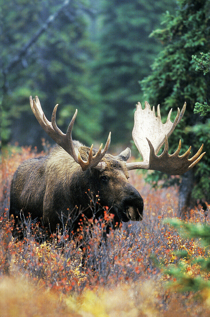 Bull Moose (Alces alces)