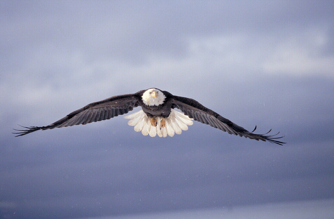 Bald Eagle (Haliaeetus leucocephalus). Alaska. USA