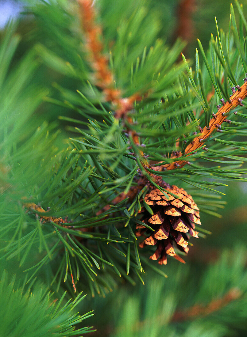 Pine cone of Scots Pine (Pinus sylvestris). Västerbotten. Sweden