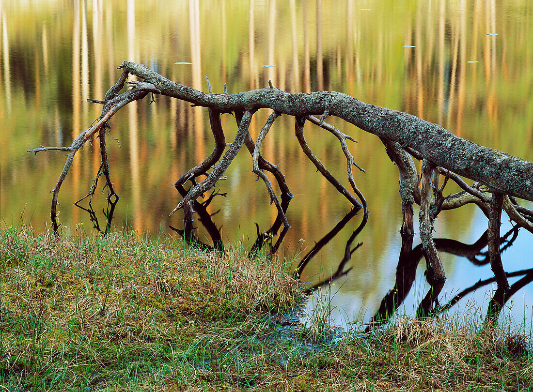 Olf fallen Pine trunk. Sweden